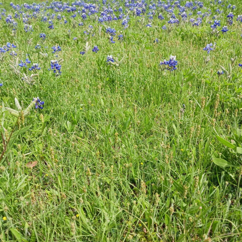 On the matter of happiness; a&nbsp;musing